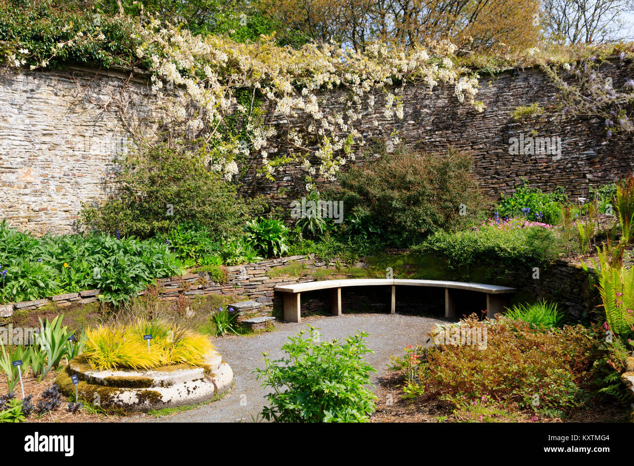 Asientos semi-circular en el jardín hundido en el Garden House, Buckland Monachorum, Devon, Reino Unido. Wisteria sinensis 'Alba' crece en la pared Foto de stock
