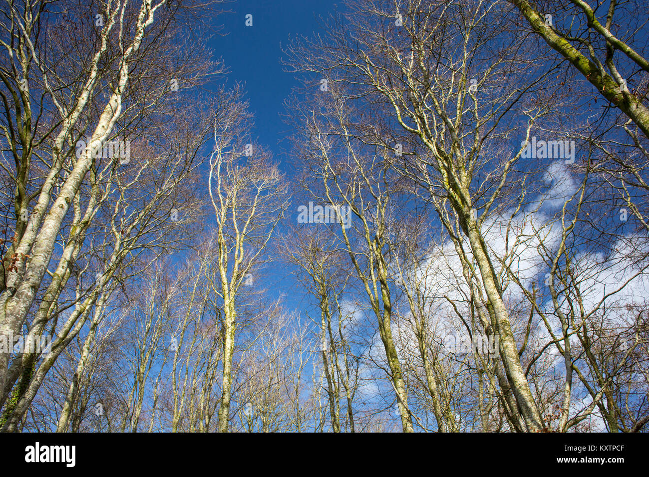 Mirando hacia arriba, hacia el cielo y árboles en Castle Loch reserva natural en Lochmaben, Escocia Foto de stock