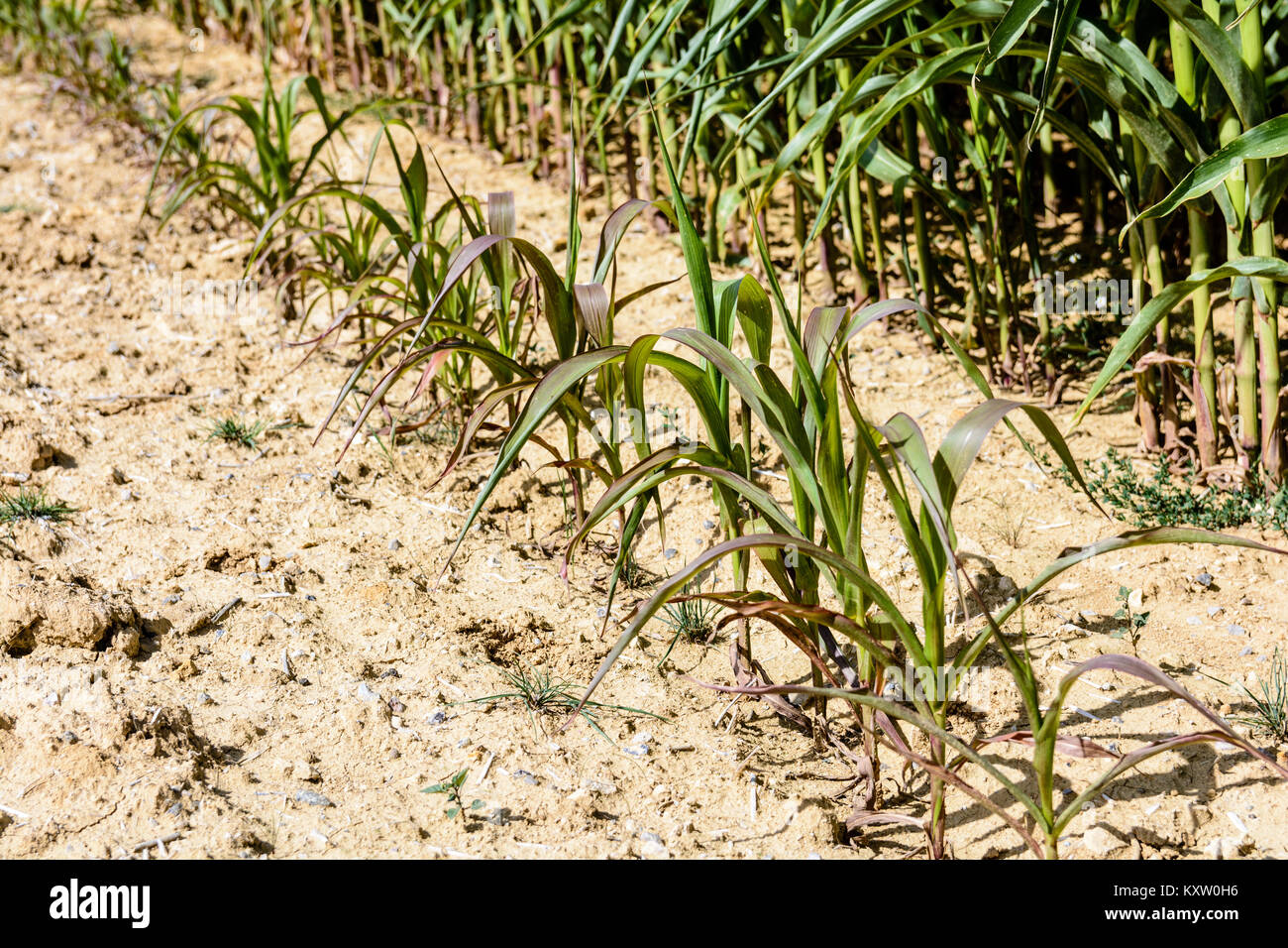 Fila de maíz poco desarrolladas en tierra seca. Foto de stock