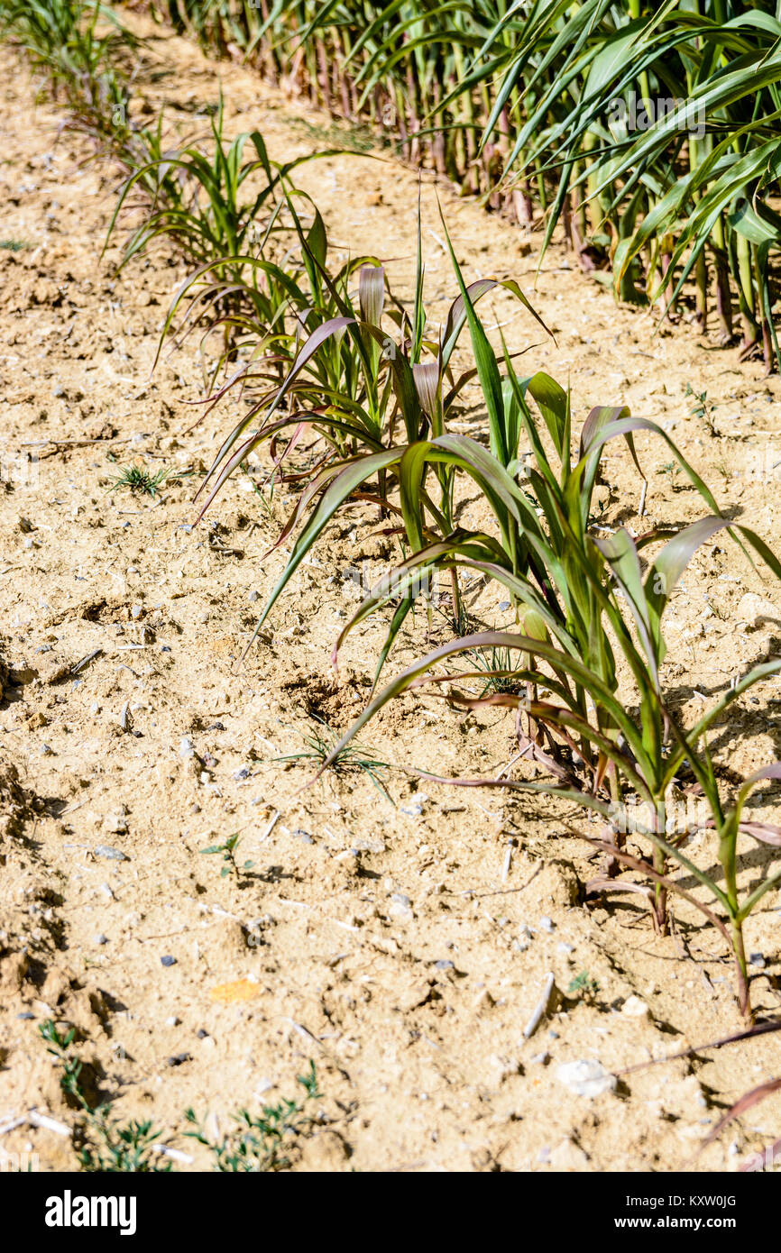 Fila de maíz poco desarrolladas en tierra seca. Foto de stock