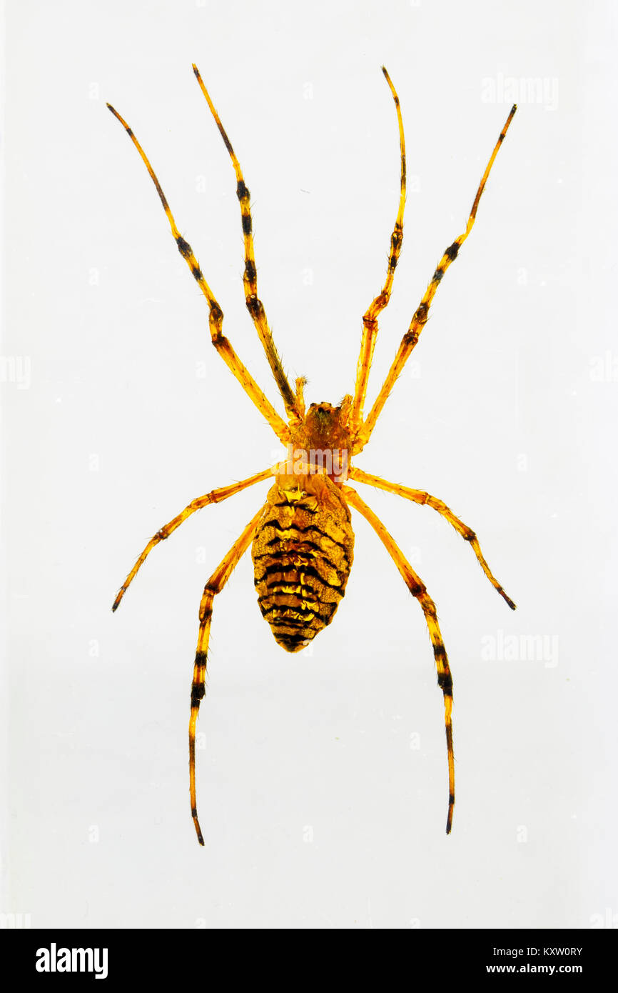 La avispa araña en resina - Túnez Foto de stock