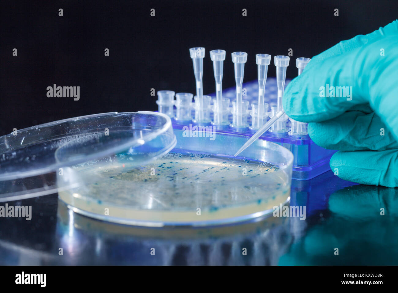 Scientist mano recoge las colonias de bacterias para la clonación de vector transgénico en el ADN plasmídico Foto de stock
