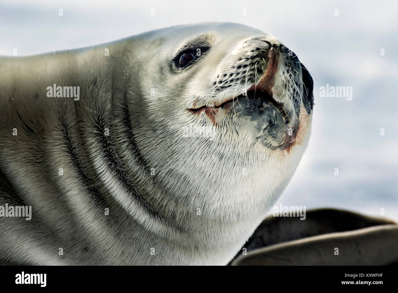 (Lobodon carcinophagus Crabeater Seal) en la Antártida Foto de stock