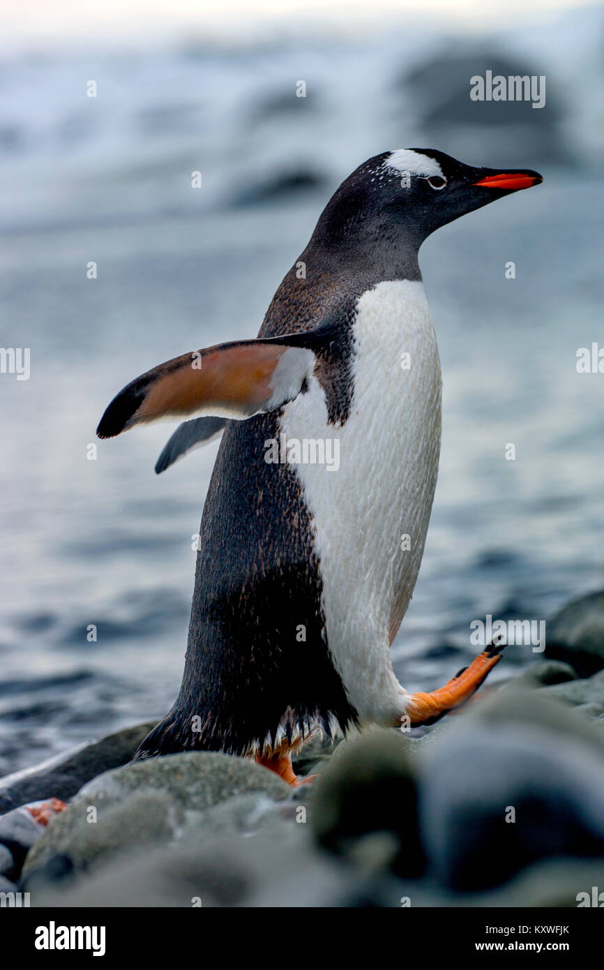 Pingüinos papúa (Pygoscelis papua) en la Antártida Foto de stock