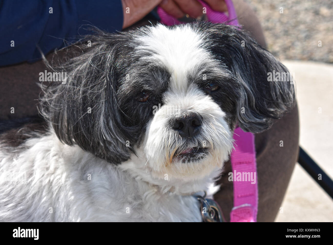 Un perro blanco y negro con una correa con su correa. El perro es una