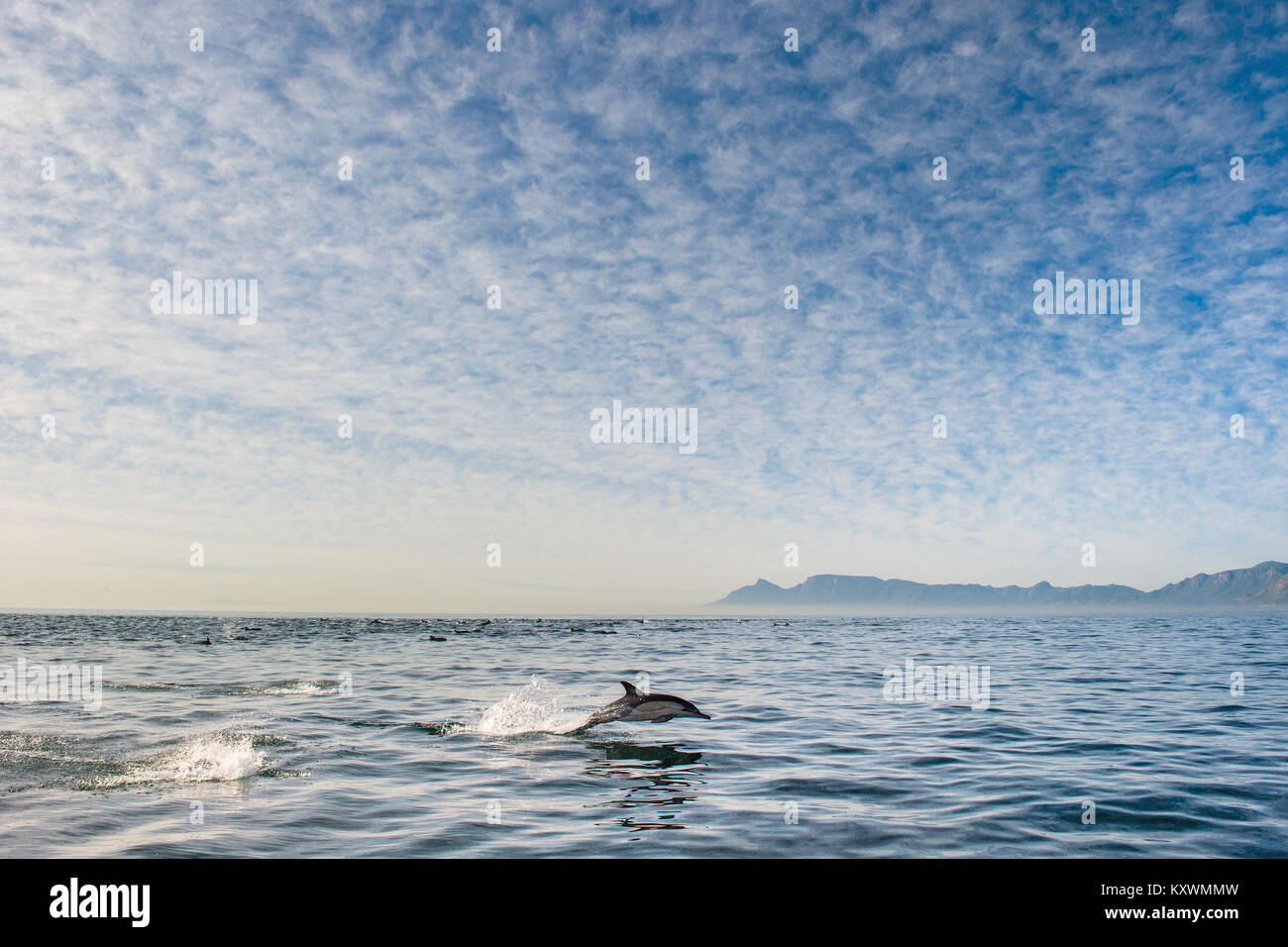 Delfines nadando en el océano y a la caza de los peces. Delfines saltando fuera del agua. La larga picuda delfín común (Delphinus capen Nombre científico: Foto de stock