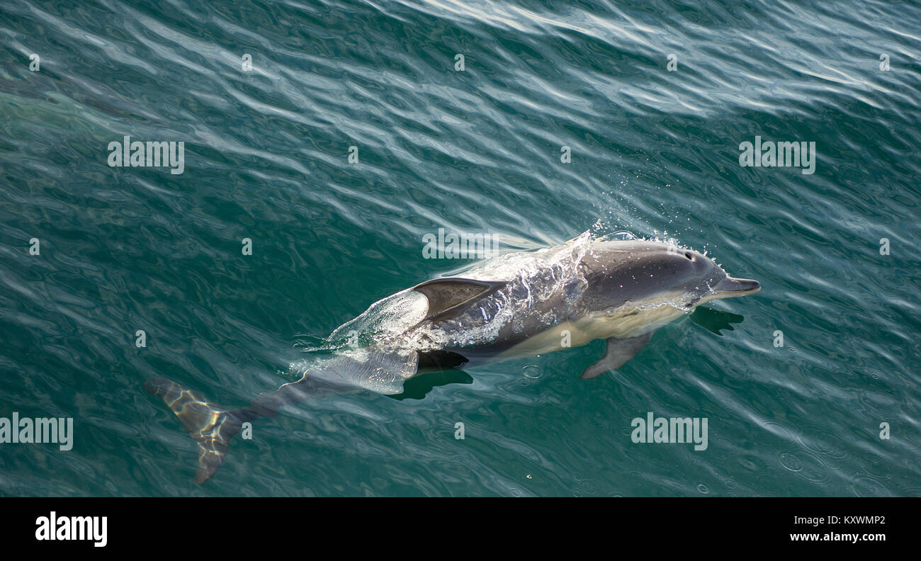Delfines nadando en el océano y a la caza de los peces. Delfines saltando fuera del agua. La larga picuda delfín común (Delphinus capen Nombre científico: Foto de stock