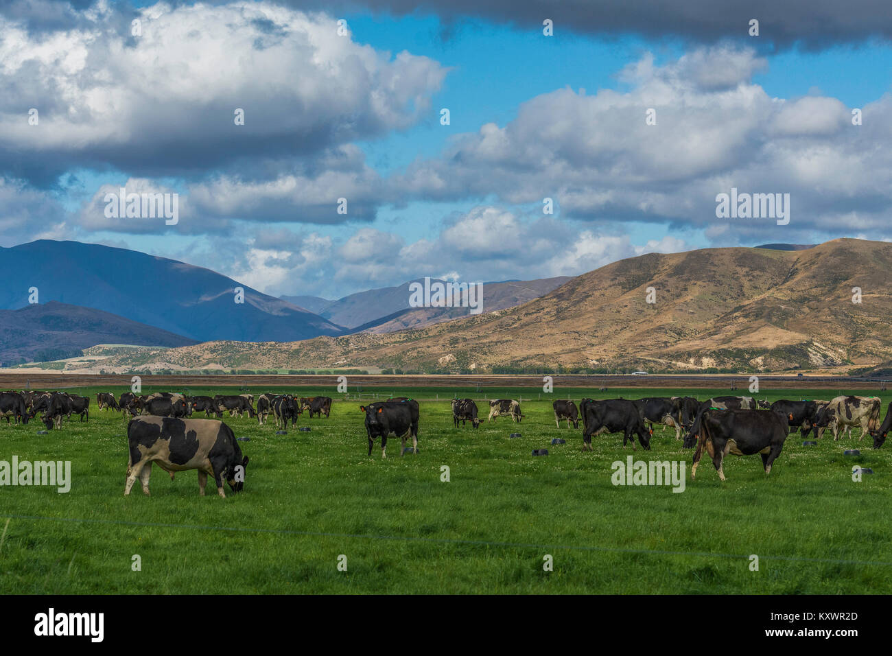 El ganado cerca del lago Tekapo, Nueva Zelanda Foto de stock