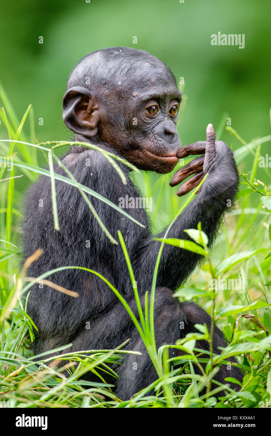 Bonobo Cub en hábitat natural. Cerrar retrato sobre fondo natural verde. El bonobo (Pan paniscus), llamado el chimpancé pigmeo. Foto de stock