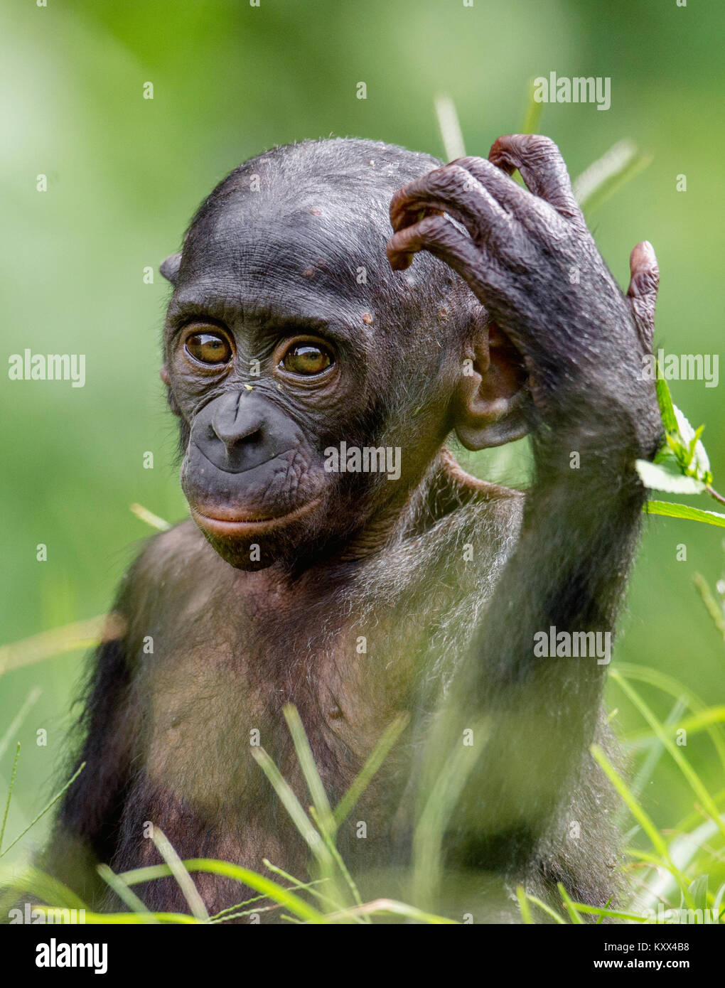 Bonobo Cub en hábitat natural. Cerrar retrato sobre fondo natural verde. El bonobo (Pan paniscus), llamado el chimpancé pigmeo. Foto de stock