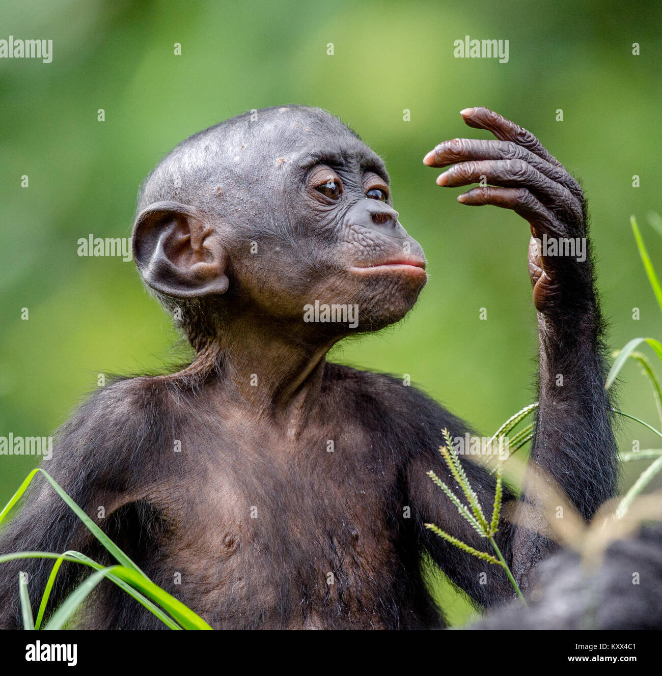 Bonobo Cub en hábitat natural. Cerrar retrato sobre fondo natural verde. El bonobo (Pan paniscus), llamado el chimpancé pigmeo. Foto de stock