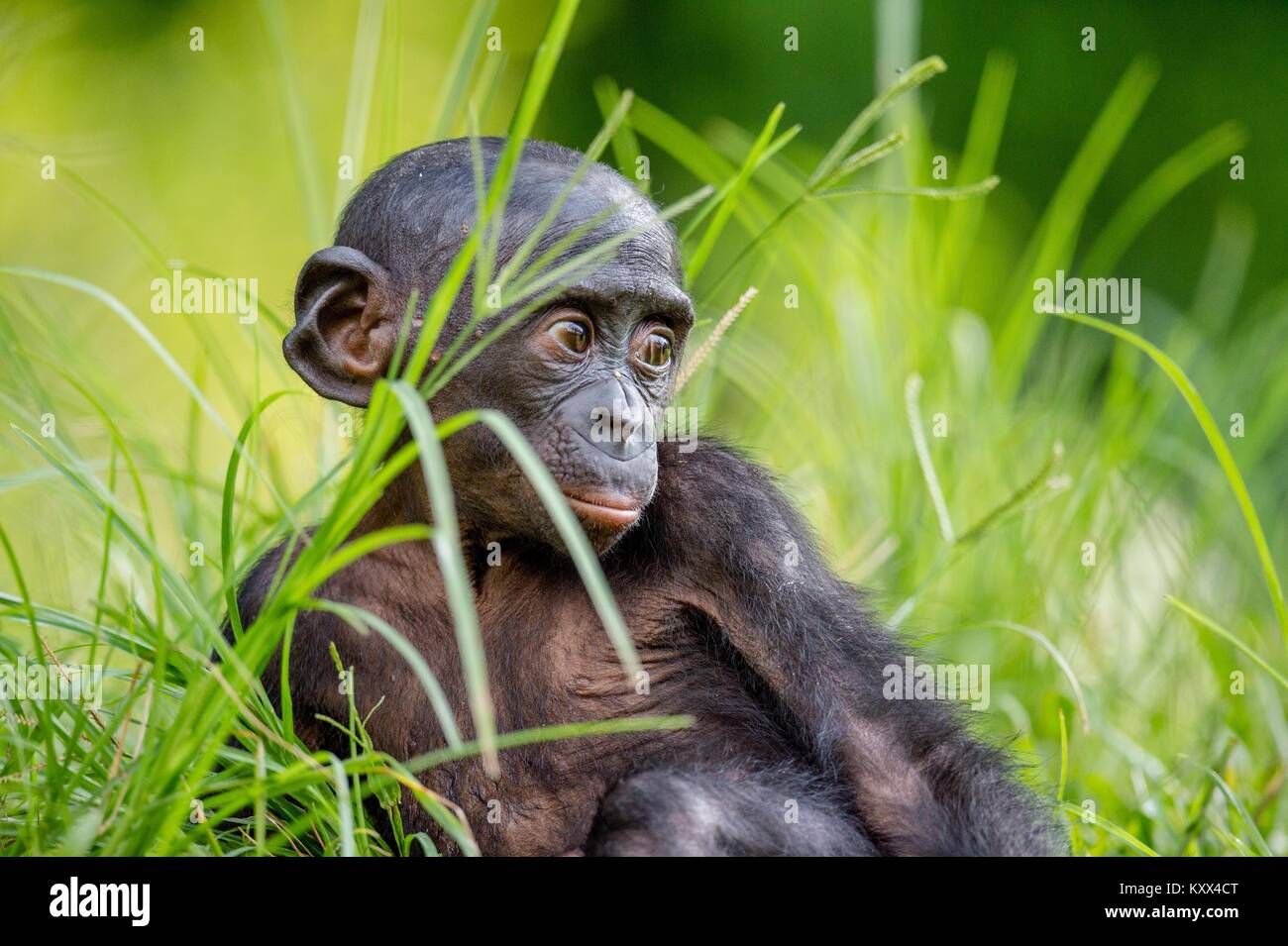 Bonobo Cub en hábitat natural. Cerrar retrato sobre fondo natural verde. El bonobo (Pan paniscus), llamado el chimpancé pigmeo. Foto de stock