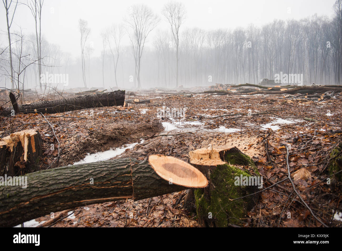 La deforestación, la destrucción de bosques caducifolios. Los daños a