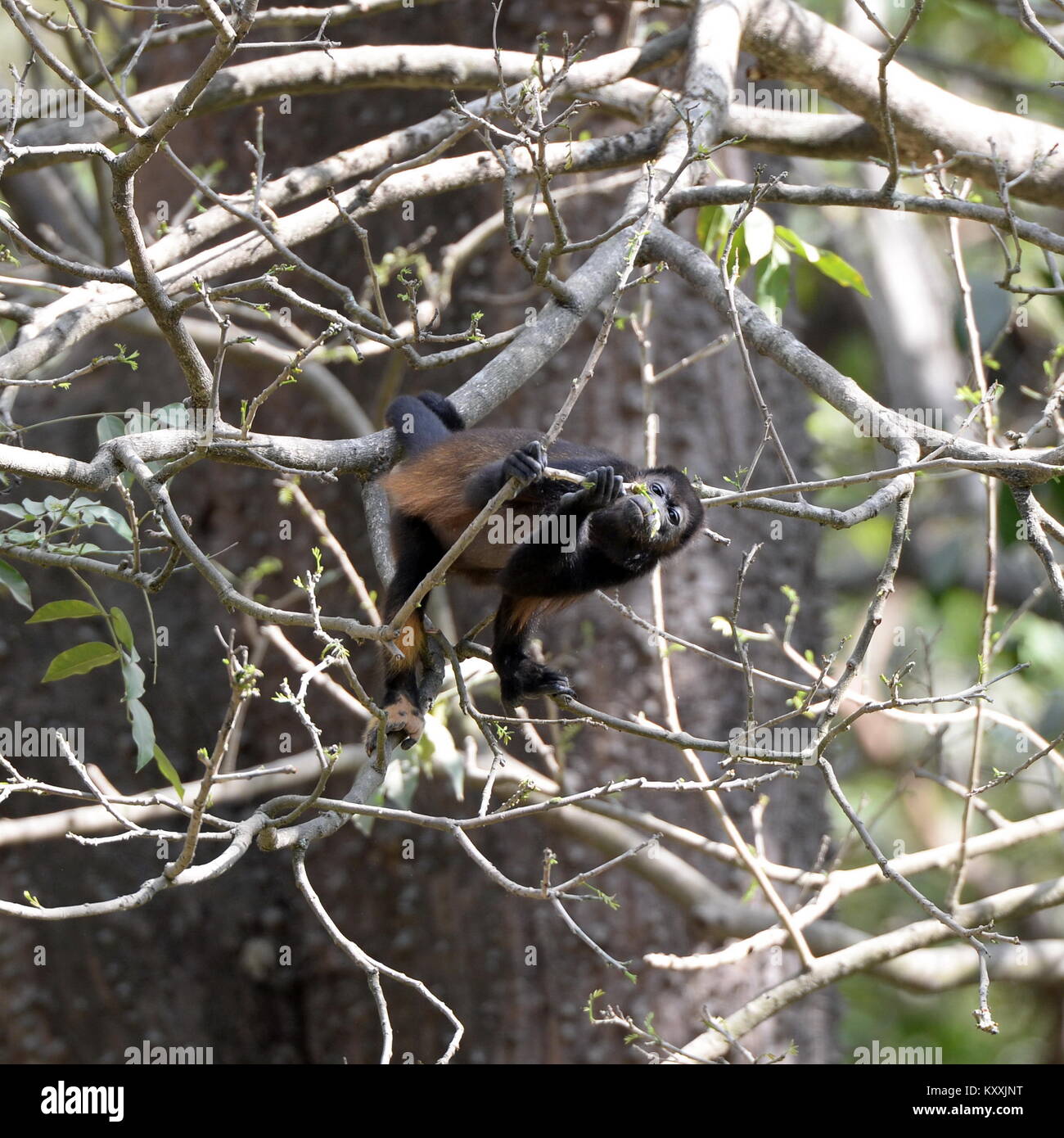 Los monos aulladores llevan una vida tranquila evitando el contacto humano en Costa Rica. El ruidoso masculino puede ser escuchado en días de descanso en unos pocos lugares en la Península de Nicoya Foto de stock