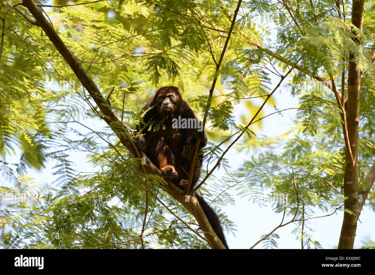 Los monos aulladores llevan una vida tranquila evitando el contacto humano en Costa Rica. El ruidoso masculino puede ser escuchado en días de descanso en unos pocos lugares en la Península de Nicoya Foto de stock