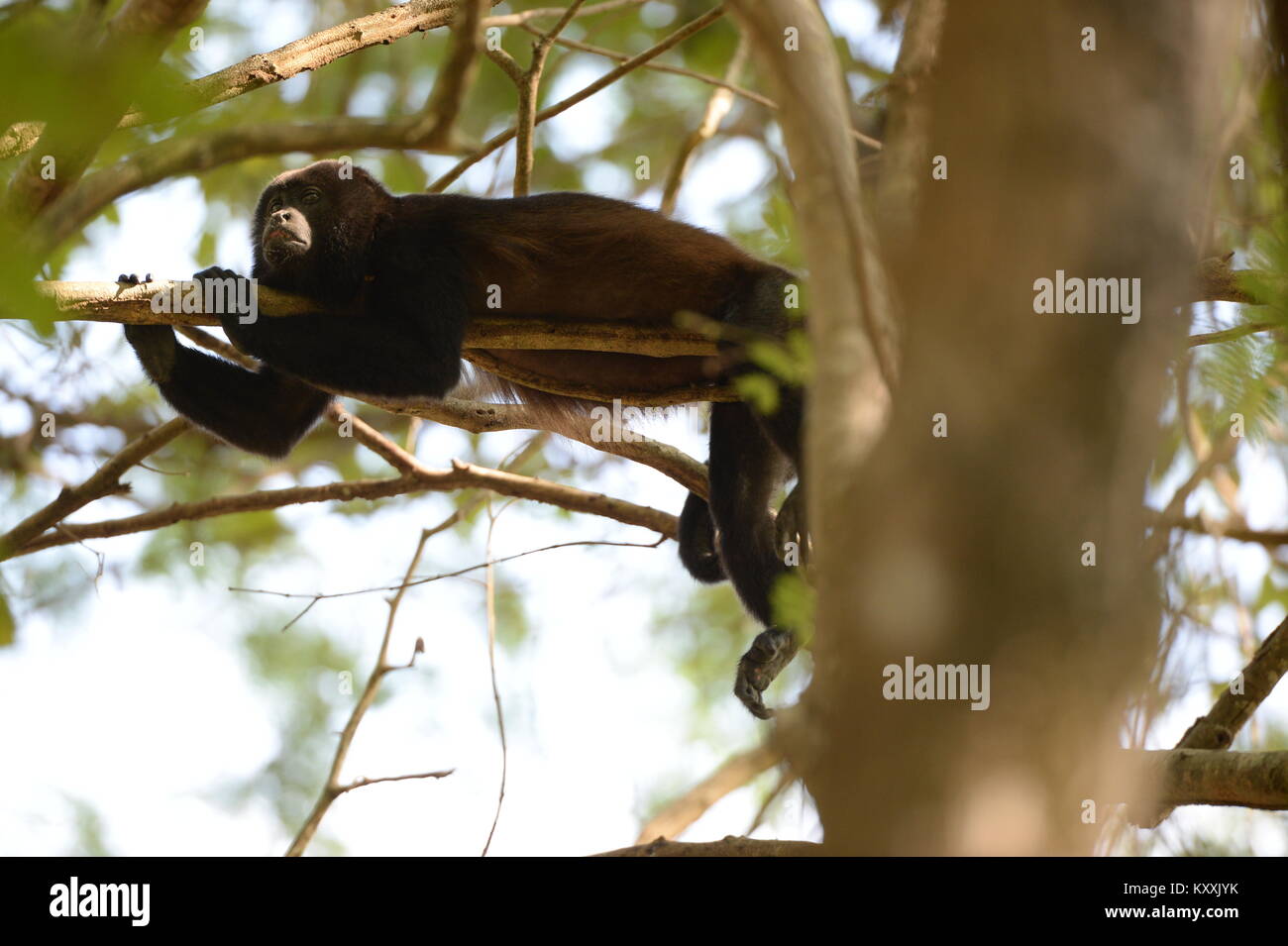 Los monos aulladores llevan una vida tranquila evitando el contacto humano en Costa Rica. El ruidoso masculino puede ser escuchado en días de descanso en unos pocos lugares en la Península de Nicoya Foto de stock