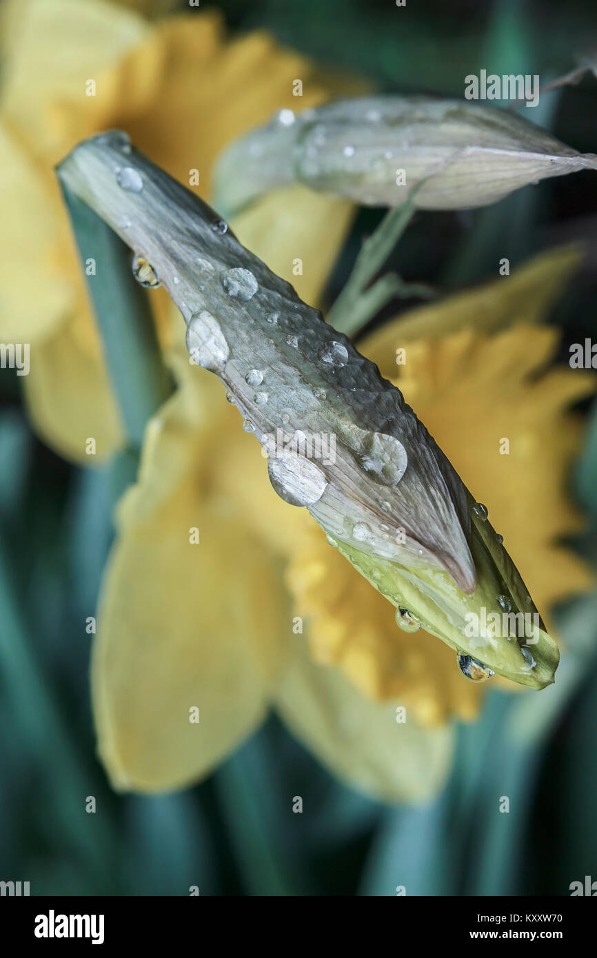 Las gotas de lluvia, refracte la luz solar, se aferran a un narciso bud, con otro brote y dos floraciones borrosa en el fondo (vista desde arriba). Foto de stock