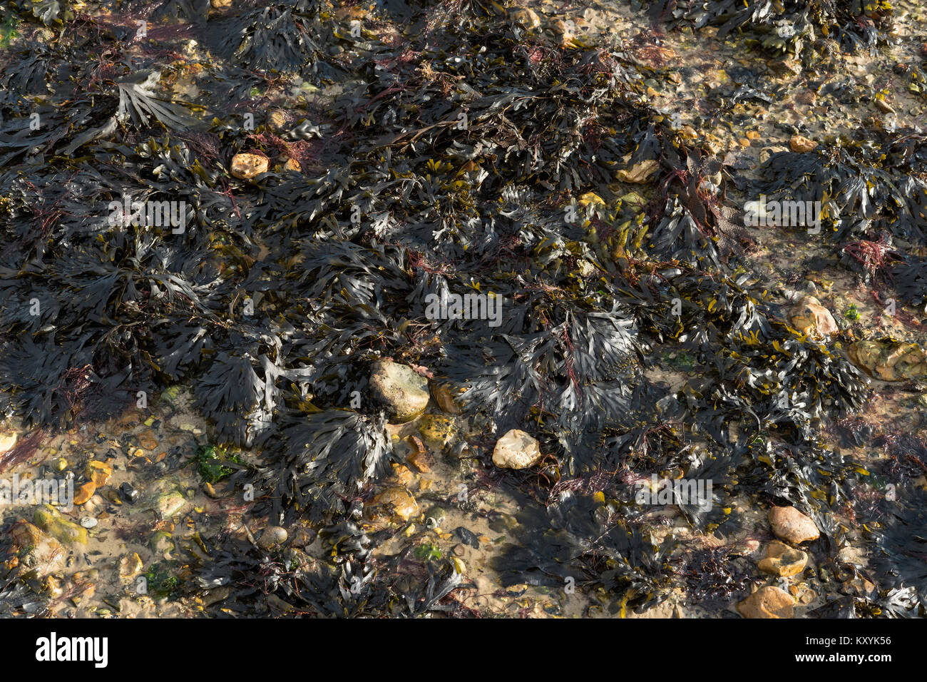 Las algas en la playa. Hampshire, UK Foto de stock