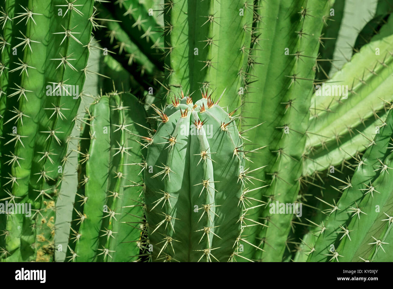 Cactus crece silvestre Foto de stock