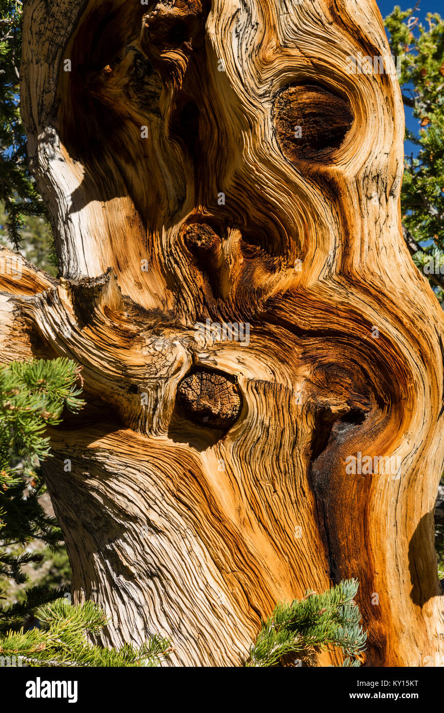 Great Basin Bristlecone Pine (Pinus longaeva) en el Parque Nacional de la Gran Cuenca, Nevada Foto de stock