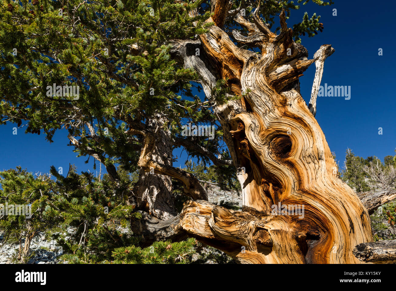 Great Basin Bristlecone Pine (Pinus longaeva) en el Parque Nacional de la Gran Cuenca, Nevada Foto de stock