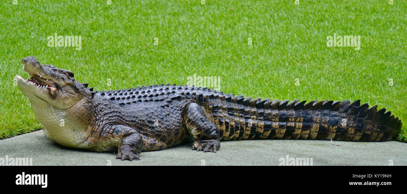 Gran cocodrilo de agua salada, Crocodylus porosus, en un espectáculo en el parque zoológico de Gran cocodrilo de agua salada, Crocodylus porosus, en un espectáculo en el parque zoológico de