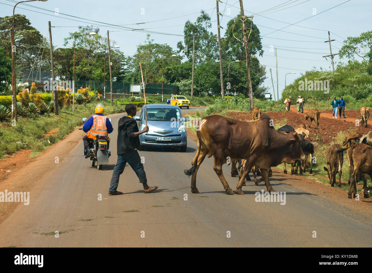 Una vaca adulta joven pastor dirige su ganado a través de una carretera un vehículo mientras esperas, Kenia, África Oriental Foto de stock
