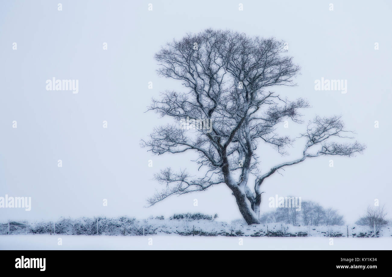 Imagen manipulada de un solo inglés Roble, Quercus robur, en nieve, Monmouthshire, Diciembre Foto de stock