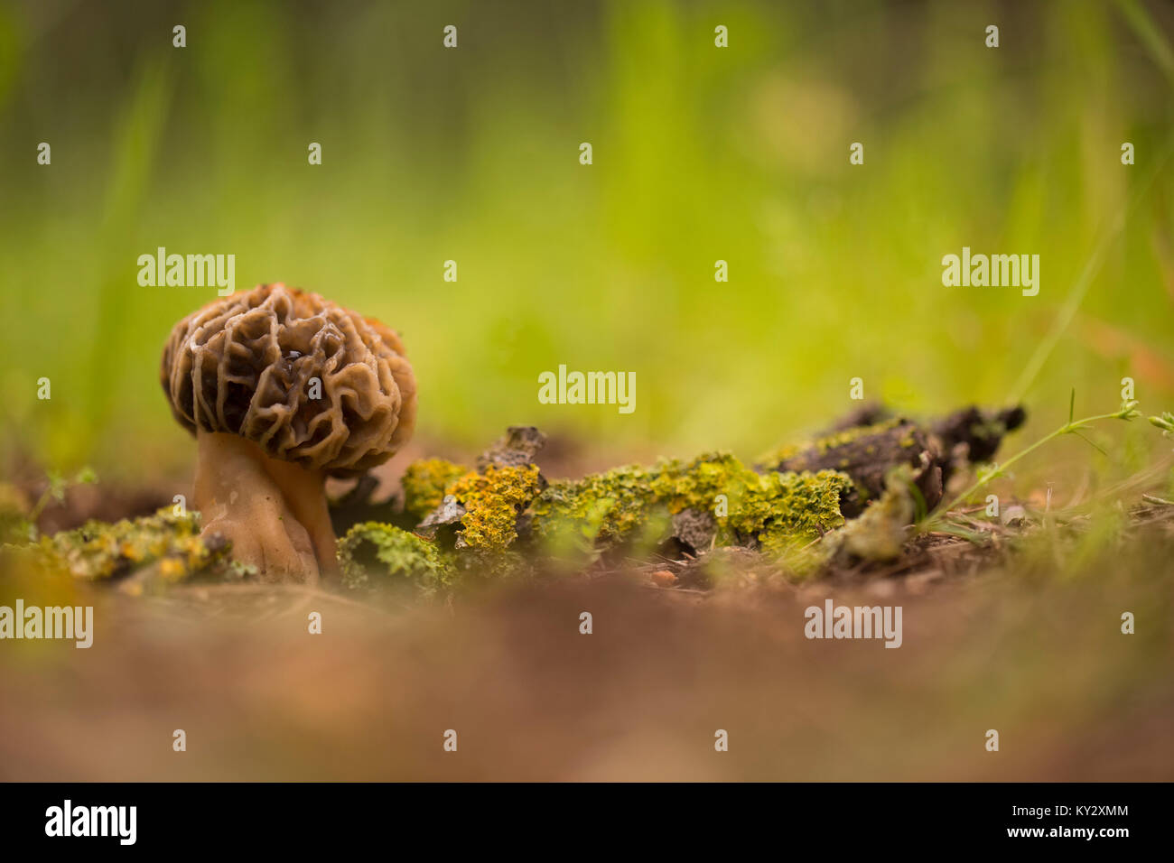 Morel de setas (Morchella conica) creciendo en el suelo. Las setas son los cuerpos de fructificación de este hongo y puede alcanzar varios centímetros de altura. Foto de stock