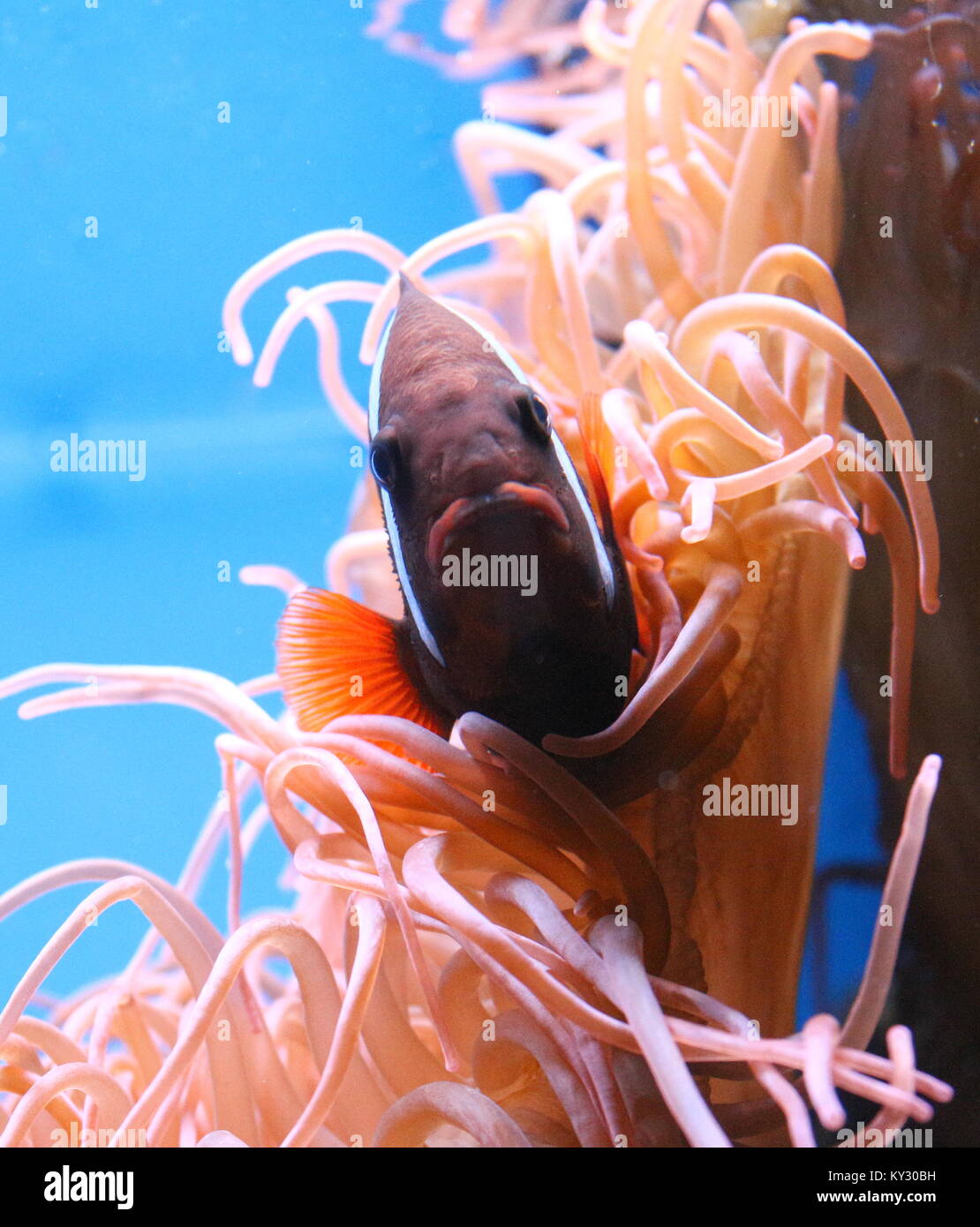 Pacific canela o fuego pez payaso (Amphiprion melanopus), también conocido como el rojo y el negro anemonefish. Foto de stock