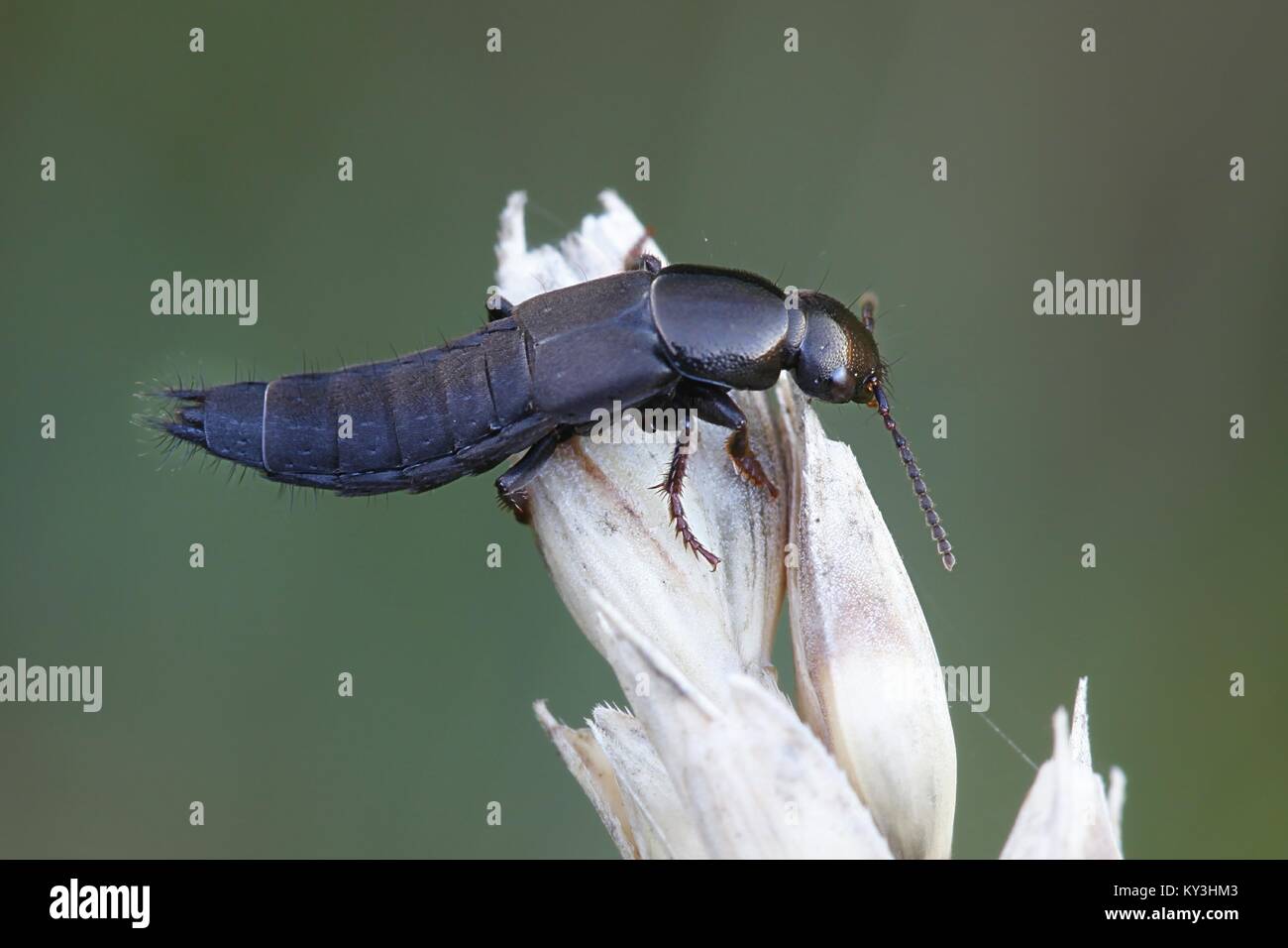 Rove escarabajo posando en el trigo Foto de stock