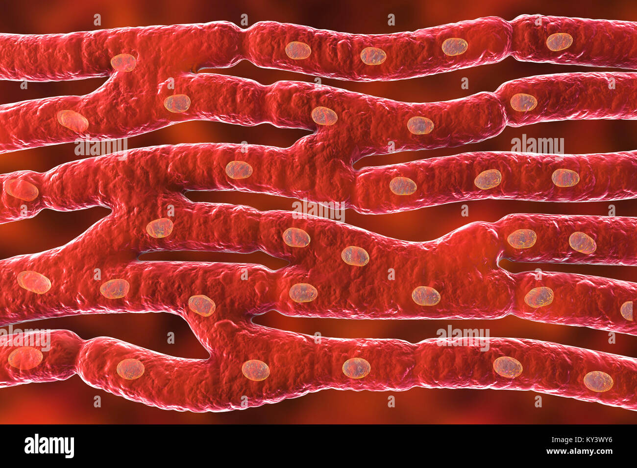 Estructura del músculo cardíaco, equipo de ilustración. El músculo cardíaco está formado por células fusiformes agrupadas en paquetes irregulares. Los límites entre las células individuales son débilmente visible aquí. Cada celda contiene un núcleo, visibles como manchas de color oscuro. El músculo cardíaco es un tejido muscular especializado que pueden contraerse de forma regular y continua, sin cansancio. Foto de stock
