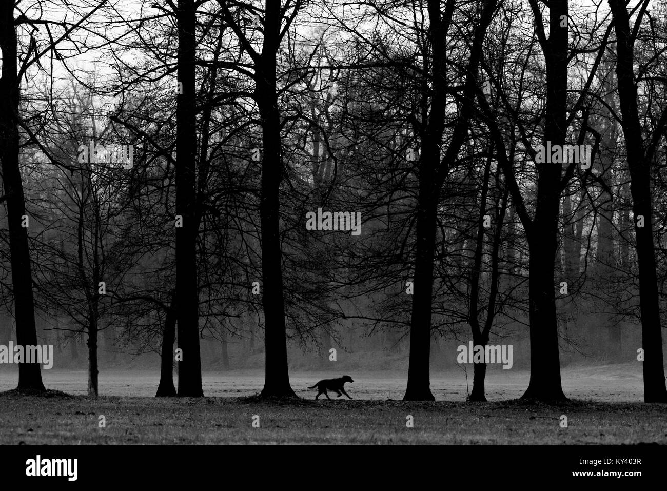 Perro corriendo entre los árboles Foto de stock