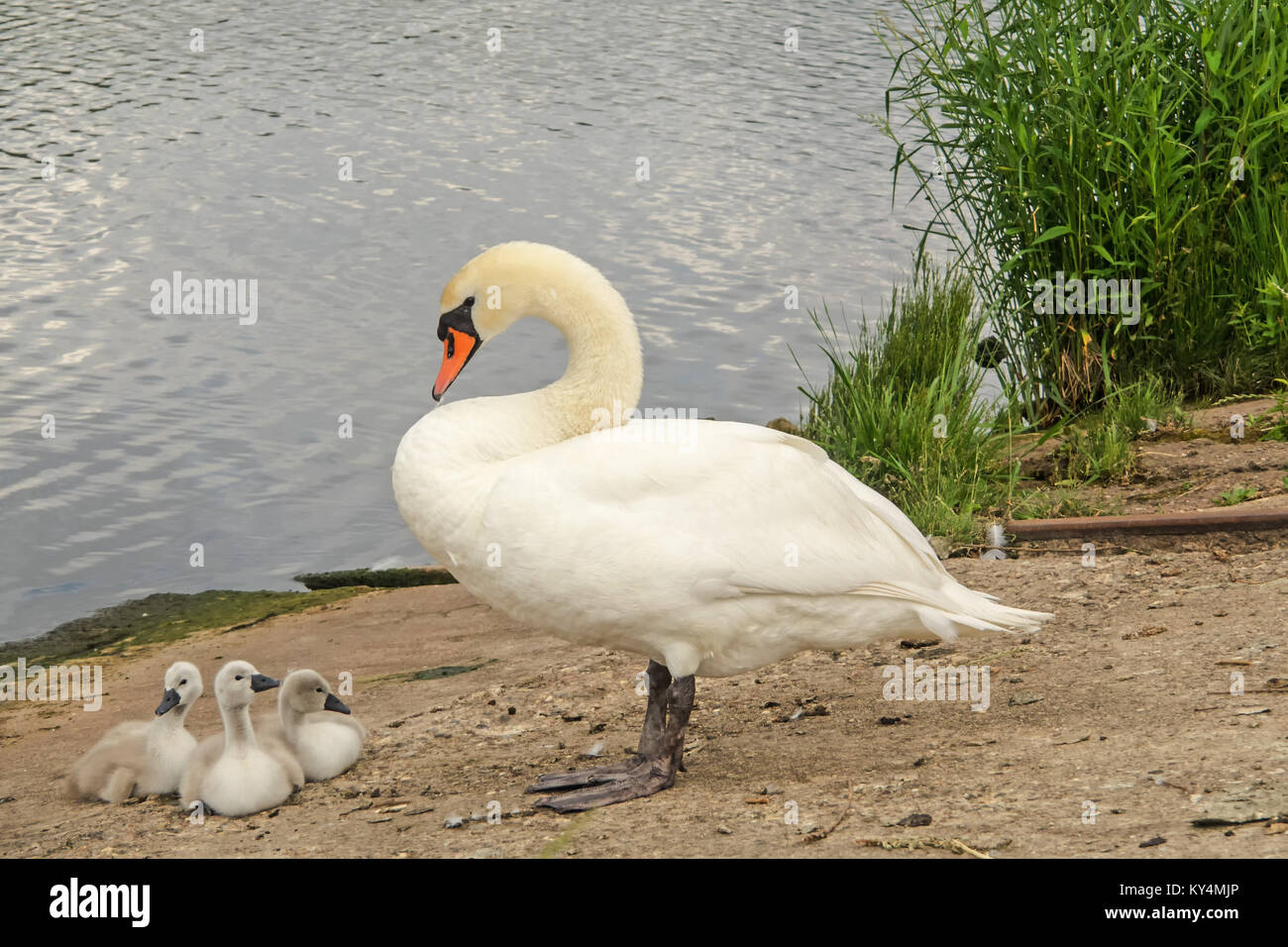 Pollitos de cisne blanco fotografías e imágenes de alta resolución Alamy