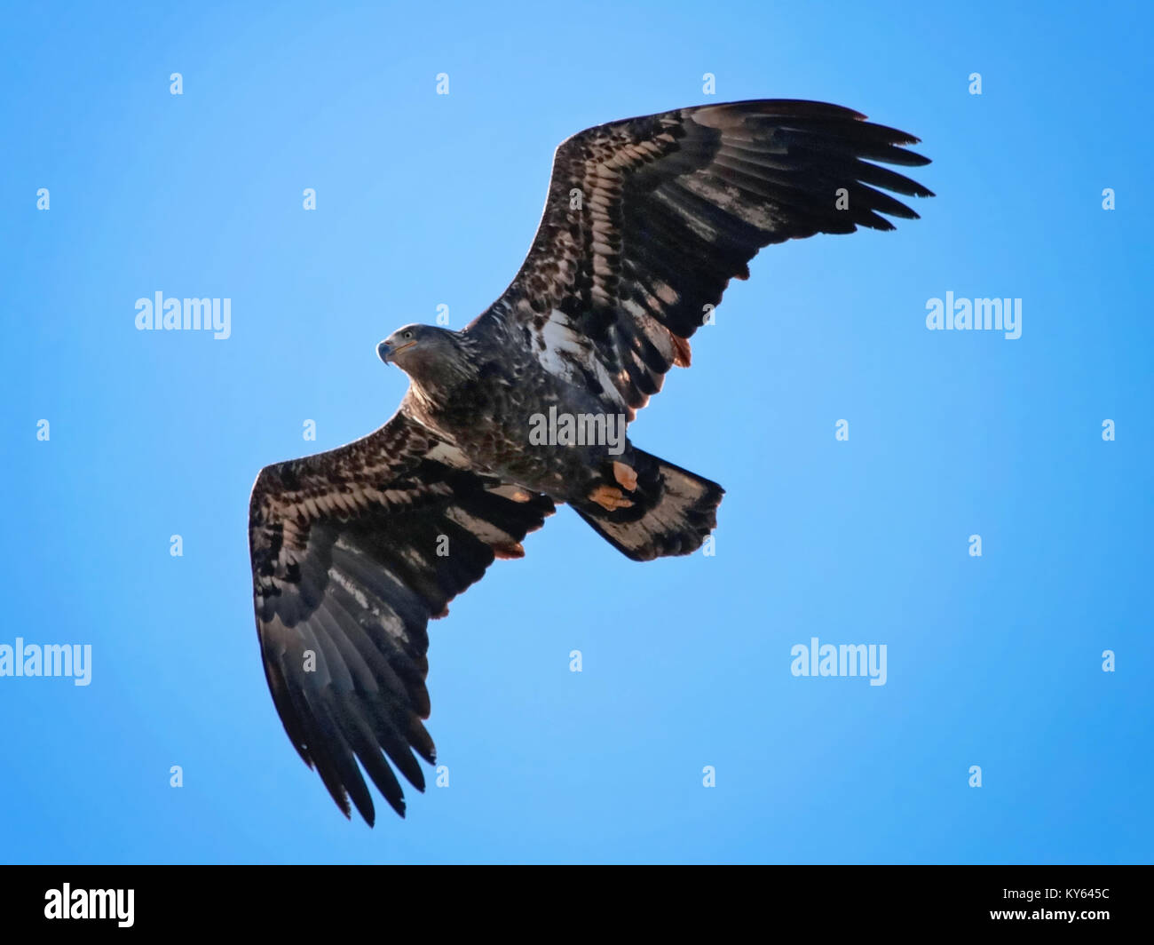 Hermosa águila calva en un entorno natural en el medio ambiente Fotografía  de stock - Alamy