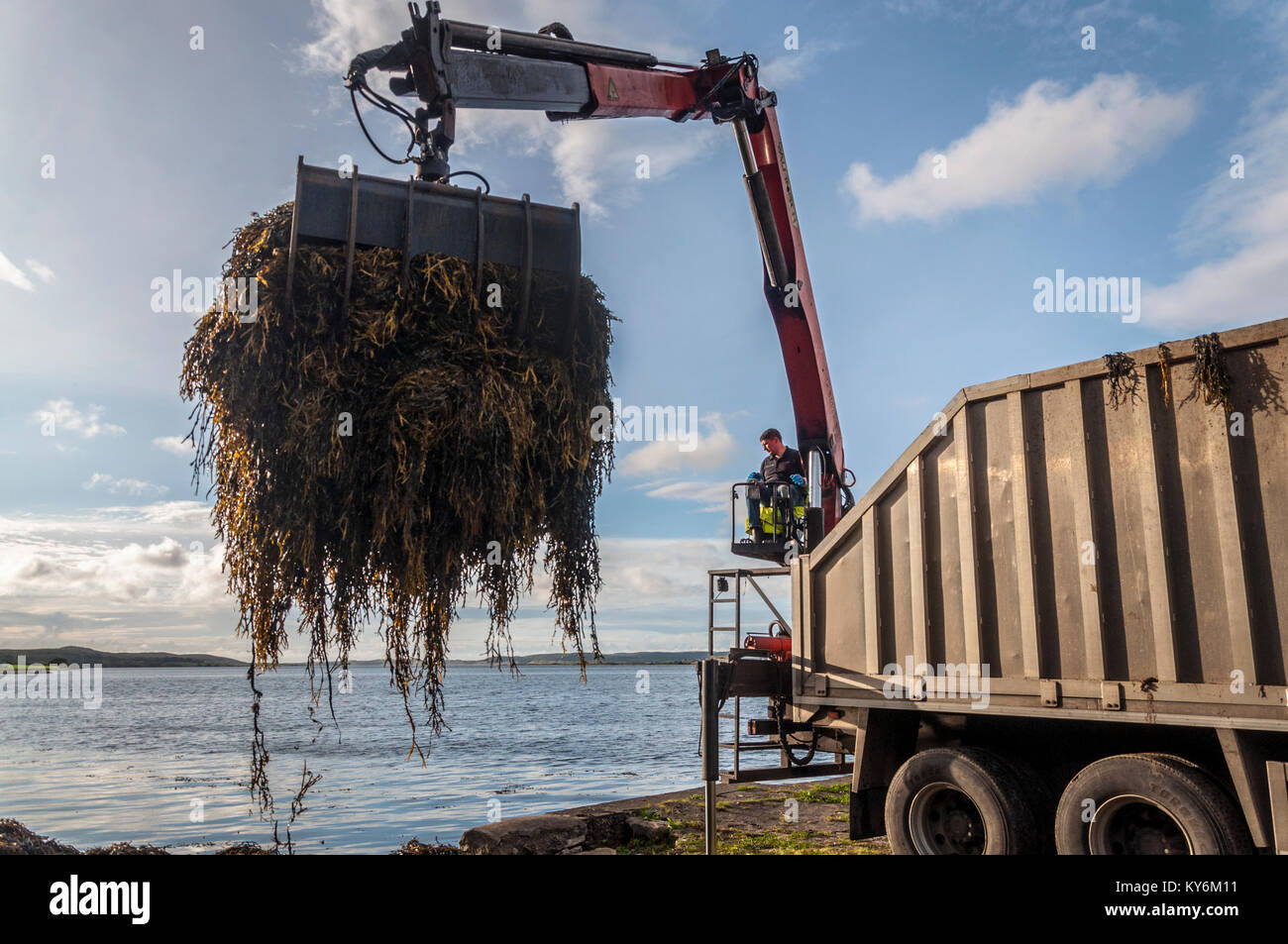 Recolección de algas cosechadas para su uso como fertilizante en Ardara, condado de Donegal, Irlanda Foto de stock