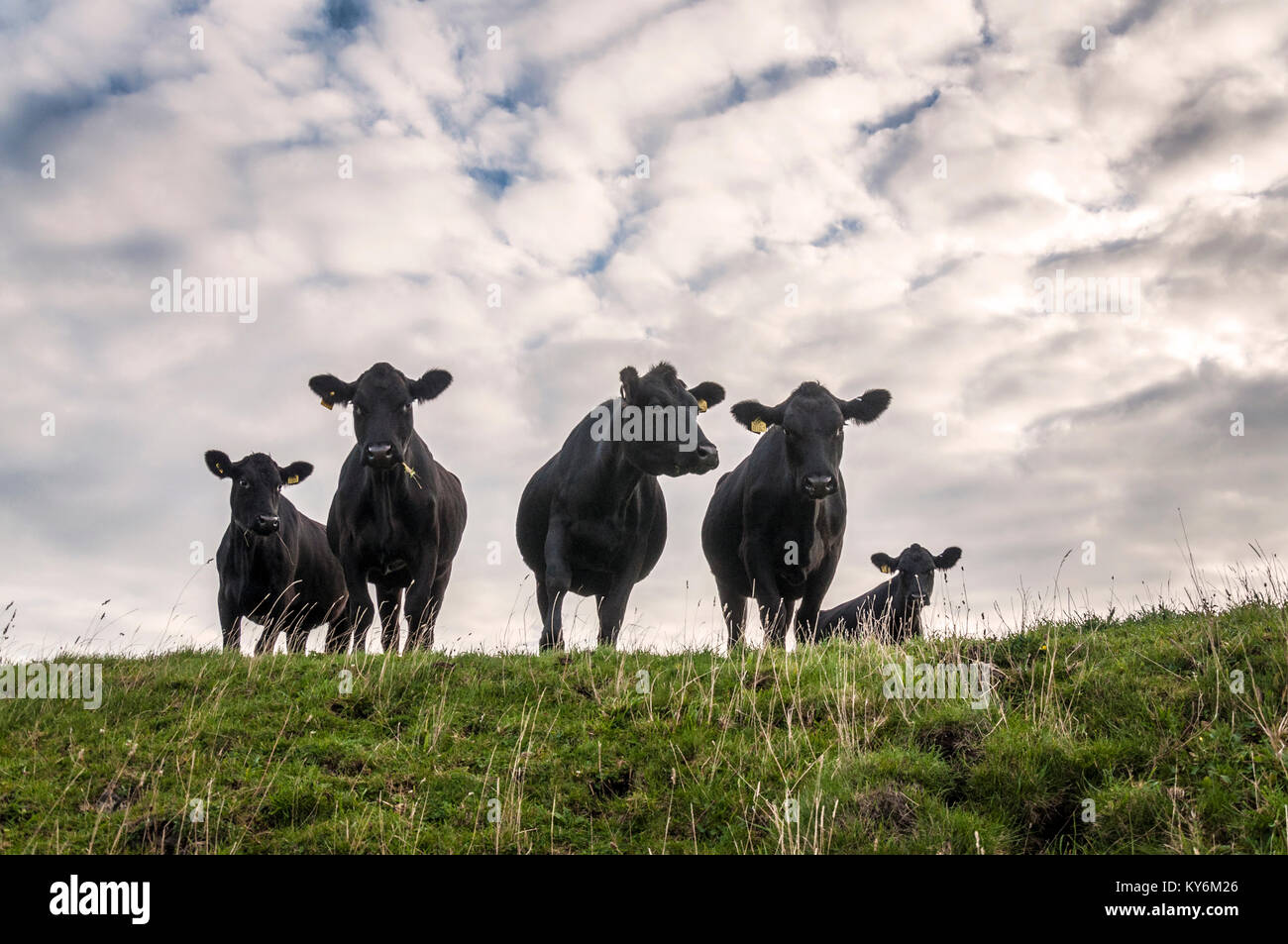 El ganado vacuno en campo de hierba en Somerset, Inglaterra, Reino Unido. Foto de stock