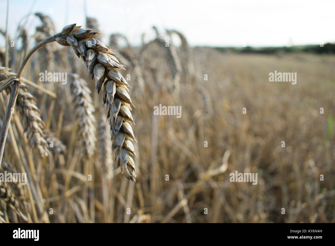 Durante la cosecha de trigo en una granja británica Foto de stock