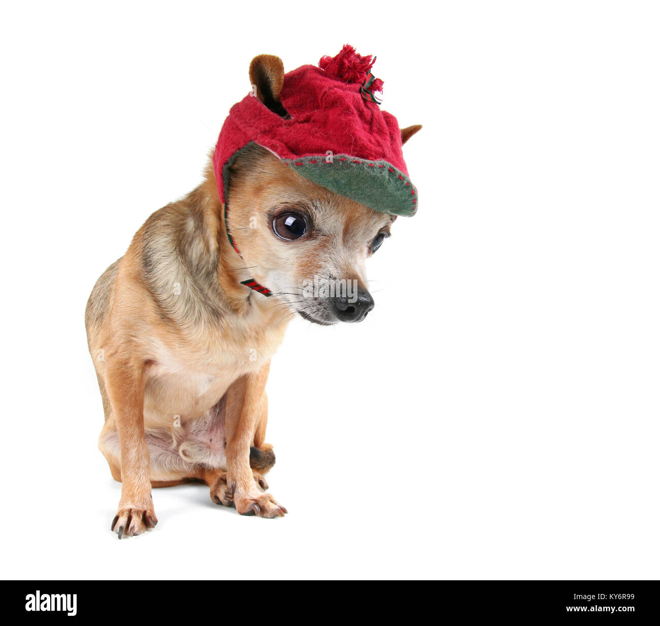 Cute chihuahua vistiendo un sombrero de navidad rojo aislado sobre un fondo  blanco Fotografía de stock - Alamy