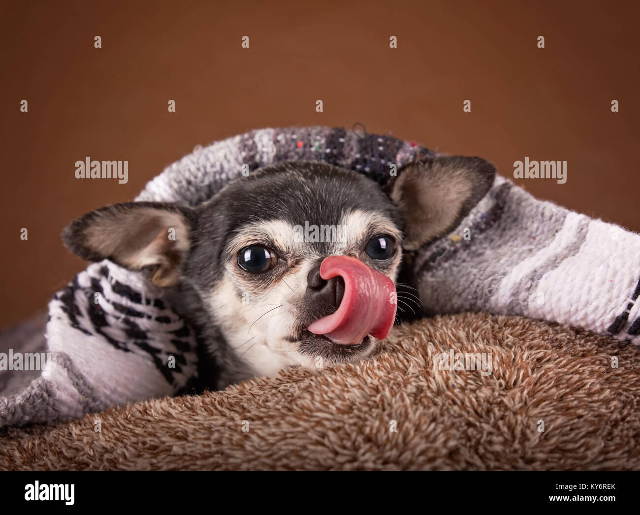 Cute chihuahua cabeza de manzana en un color marrón suave cama de PET en un  entorno doméstico Fotografía de stock - Alamy