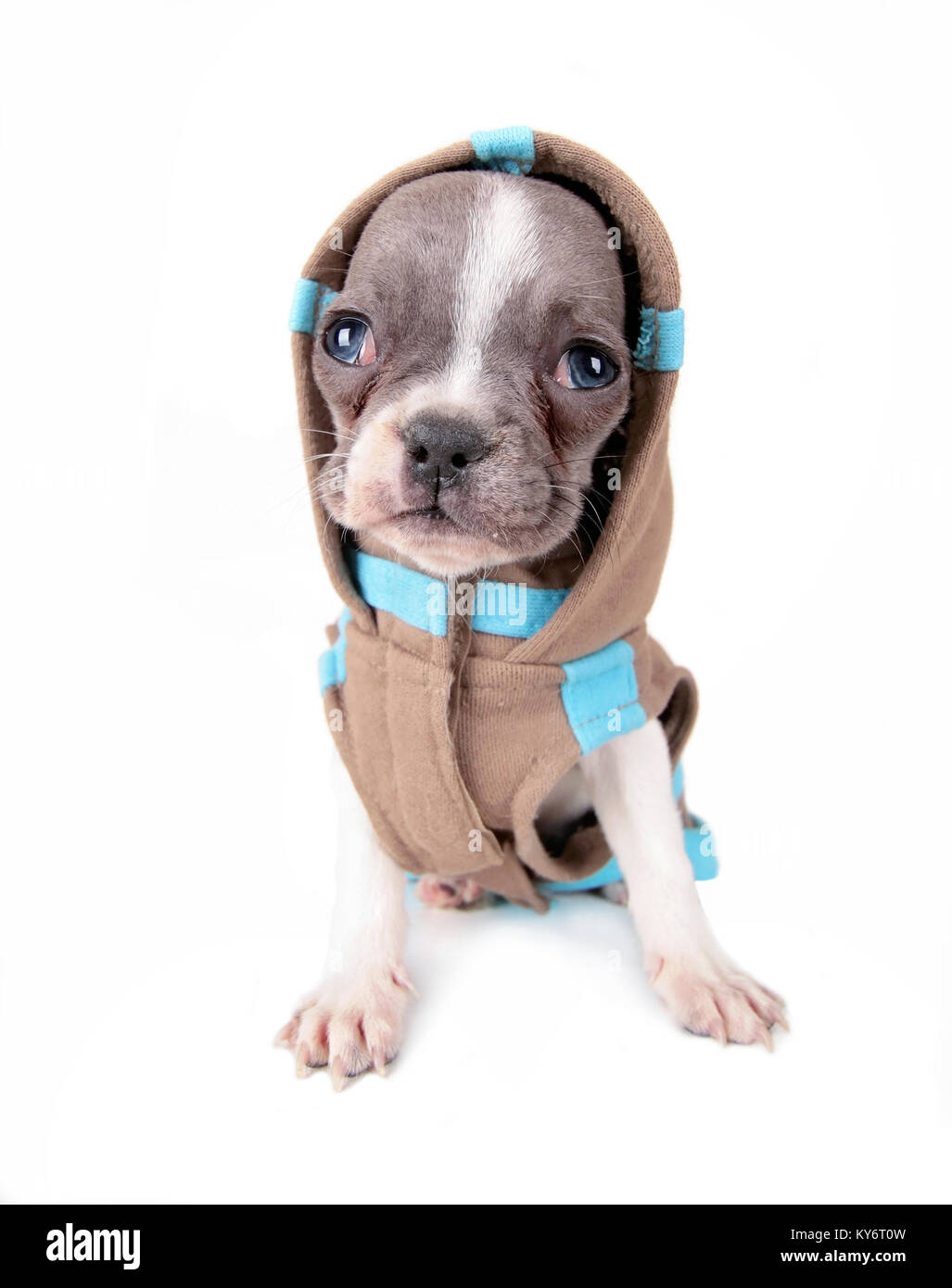 Foto de un lindo cachorro bulldog francés en una chaqueta con capucha foto de estudio sobre un fondo blanco aislado Foto de stock