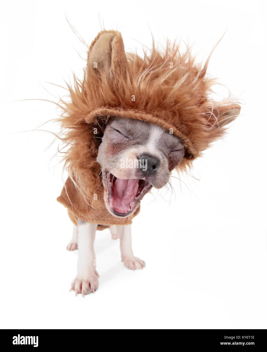 Foto de un lindo cachorro bulldog francés en un traje de león bostezar o ladridos de foto de estudio sobre un fondo blanco aislado Foto de stock