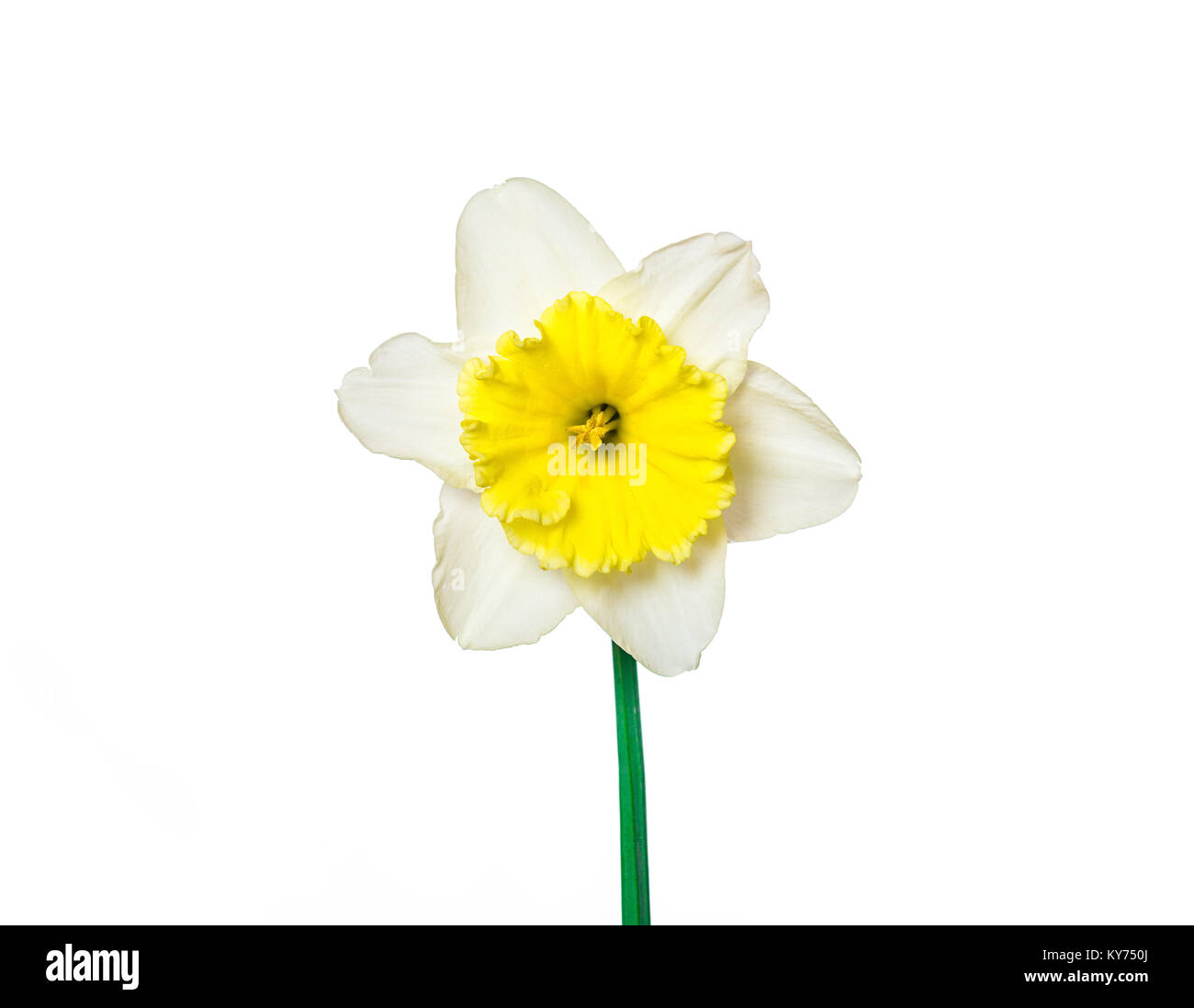 Narciso flores sobre fondo blanco. Foto de stock