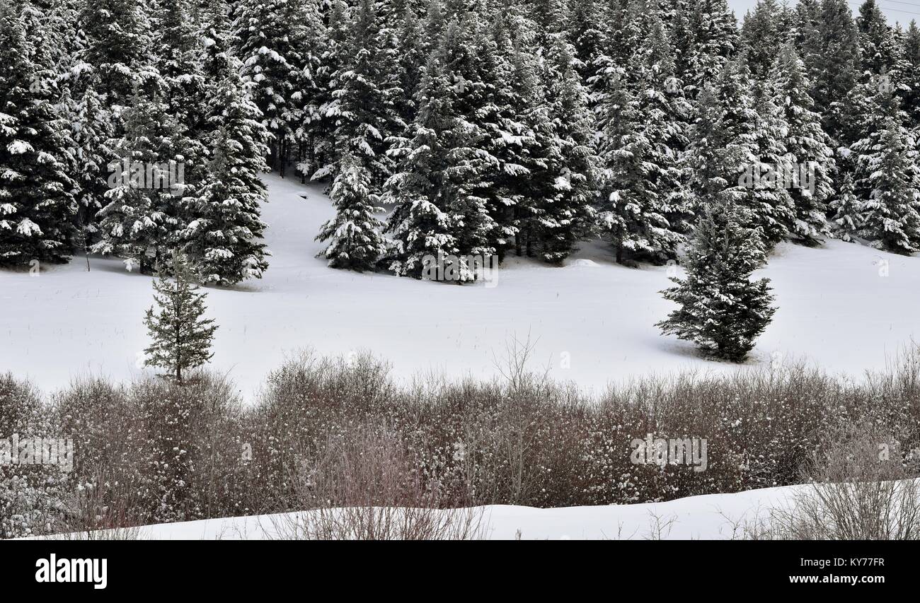 Pendientes nevadas en las colinas fuera de 100 millas de casa, BC, Canadá. Adoptada el 12 de enero, 2018 a las 3:45 PM. Foto de stock