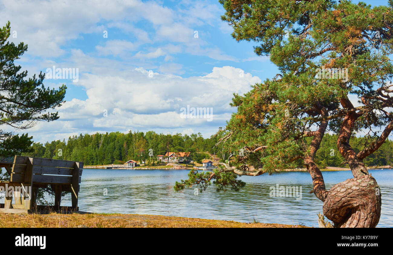 Asiento de madera y retorcido tronco de árbol en la costa de Ostra Lagno Ljustero en la reserva natural del condado de Estocolmo, Suecia, Escandinavia. Foto de stock
