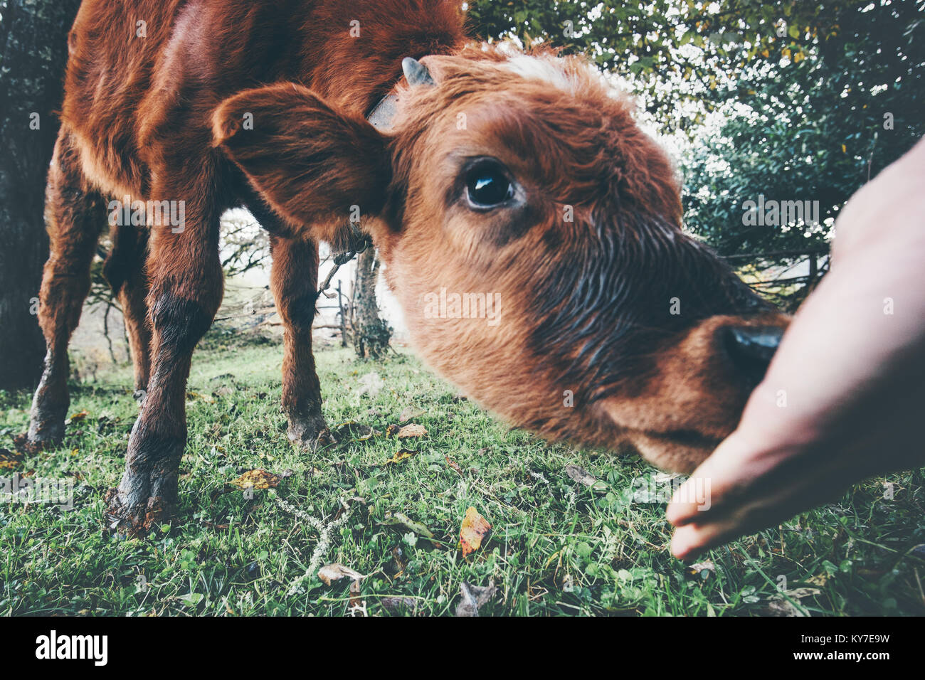 Ternero vaca comiendo de la mano Funny Farm Animal al verde valle alpino el pastoreo de verano Foto de stock