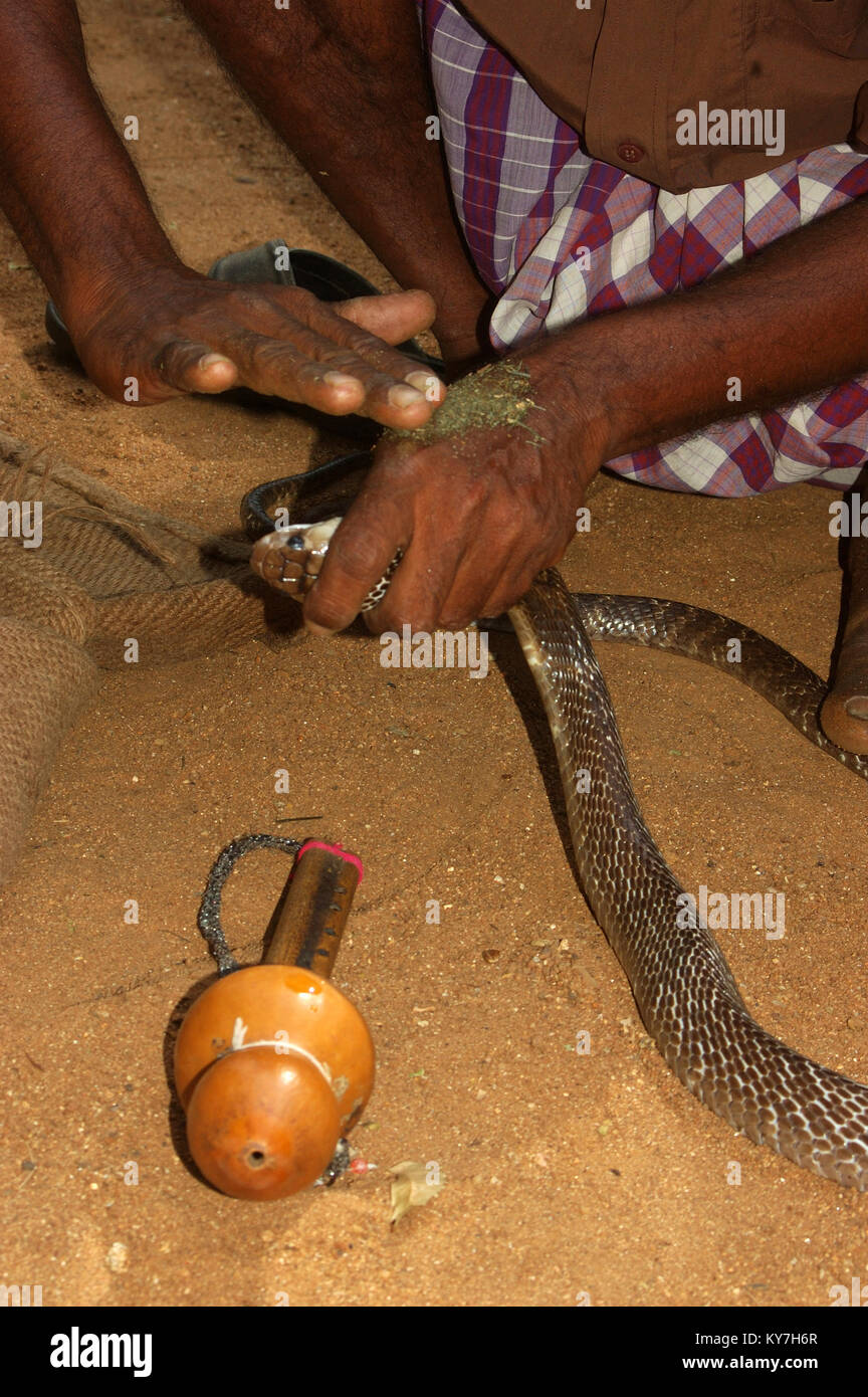Snake catcher elimina el veneno de cobra indio desde la palma de su mano con hierbas, Tamil Nadu, en el sur de la India Foto de stock
