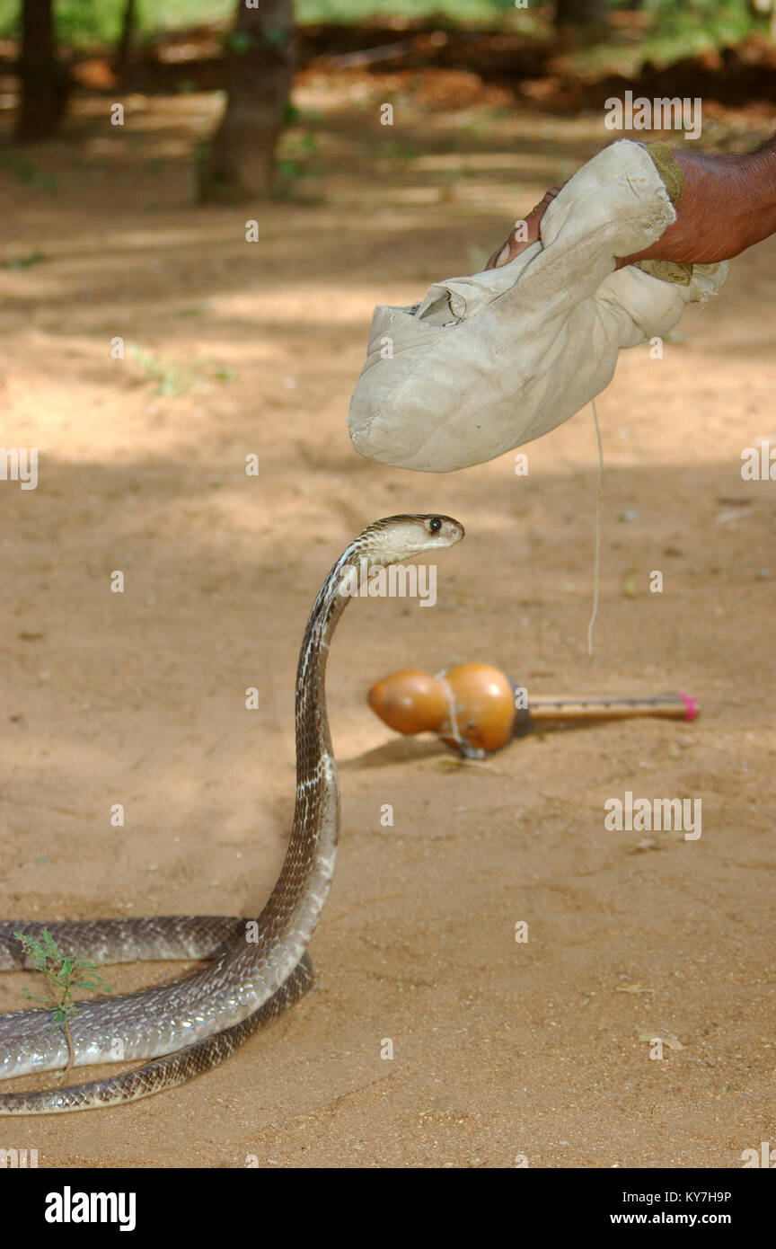 Snake catcher utiliza su bolsa de hierbas utilizadas para pacificar a un indio cobra, Naja naja, Tamil Nadu, en el sur de la India. La bolsa de hierbas se coloca sobre la serpiente él Foto de stock