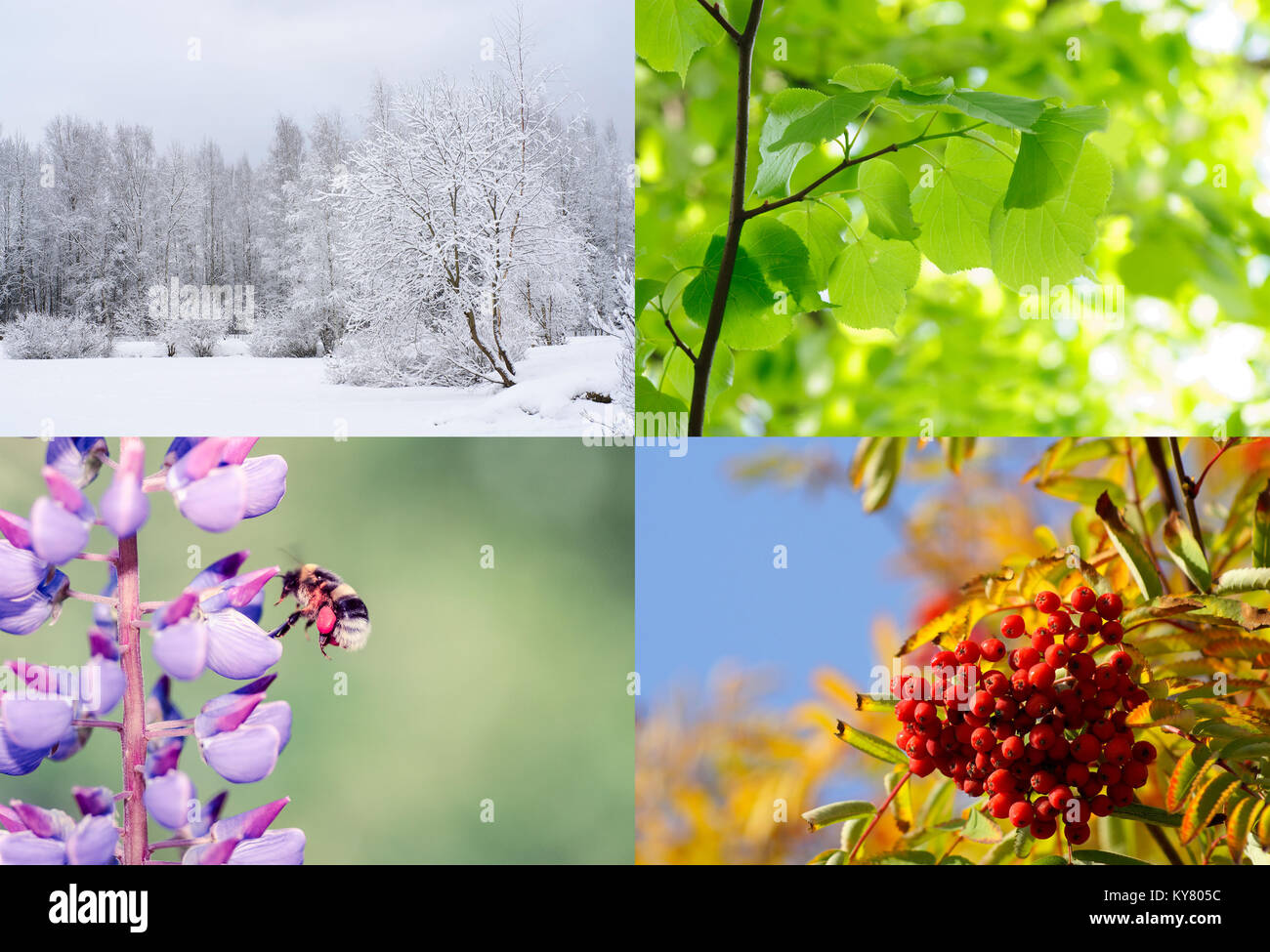 Cuatro estaciones del año. La naturaleza en primavera, verano, otoño e  invierno Fotografía de stock - Alamy