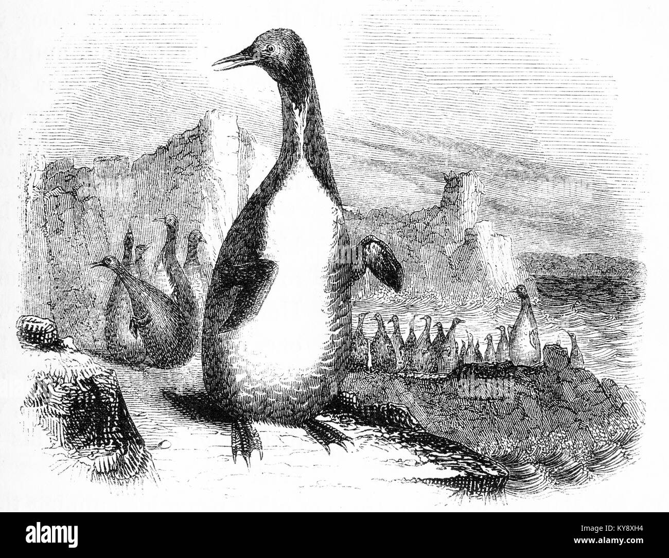 Grabado de una especie no identificada del pingüino en un momento en el que la Antártida fue en gran parte inexplorado. A partir de un original grabado en la Harper's libros de cuentos por Jacob Abbott, 1854. Foto de stock